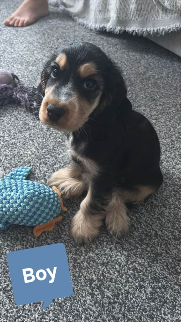READY TO GO Show Cocker Spaniel Puppies