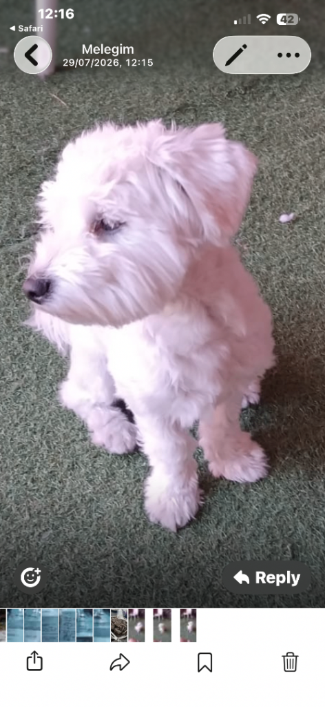 This little handsome maltese is forsale 