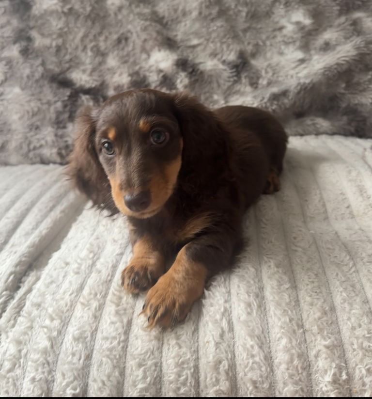2 Datchunds puppies left