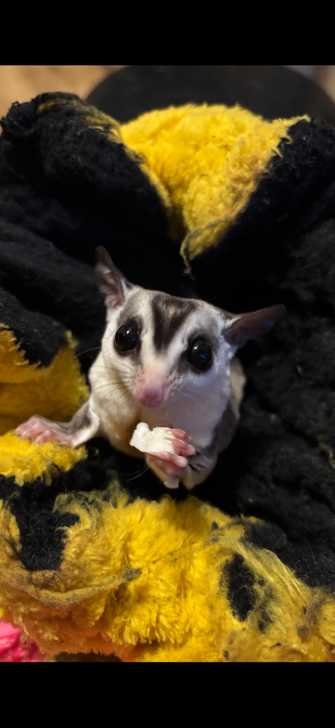 Two sugar gliders