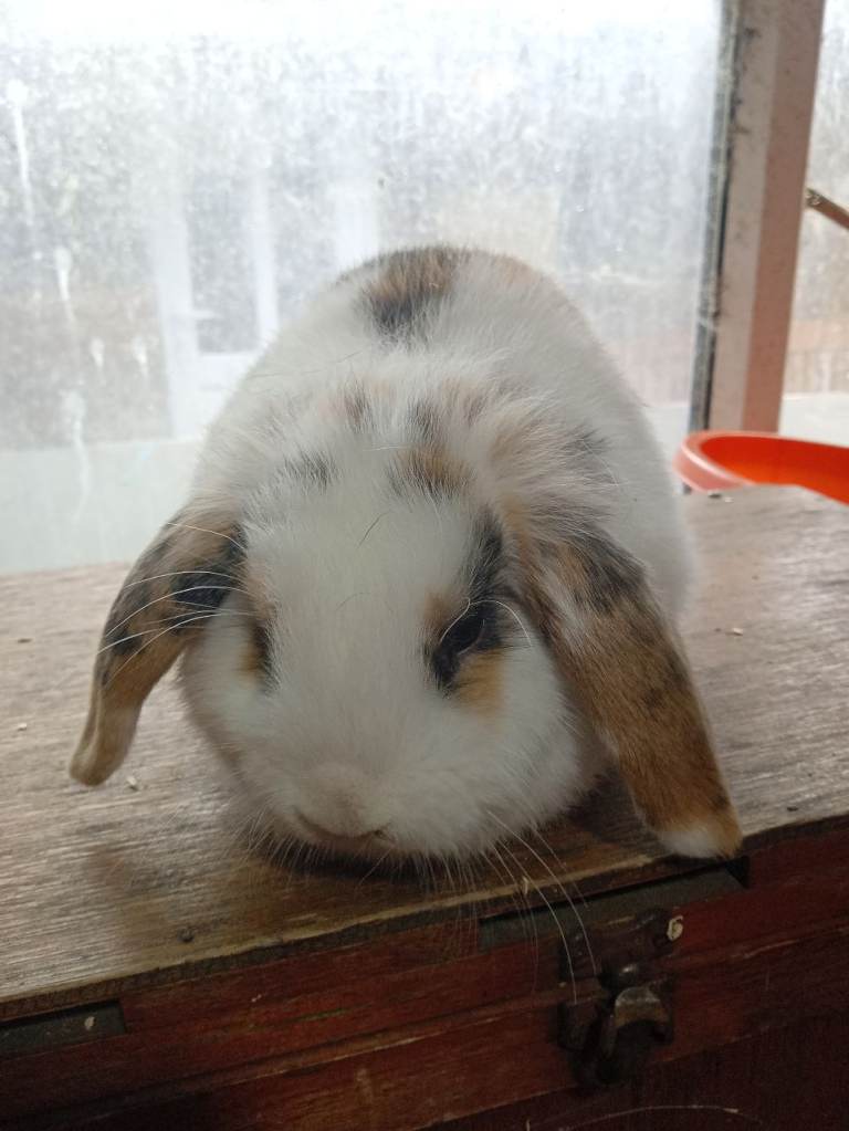 Mini lop and Netherland dwarf rabbits 