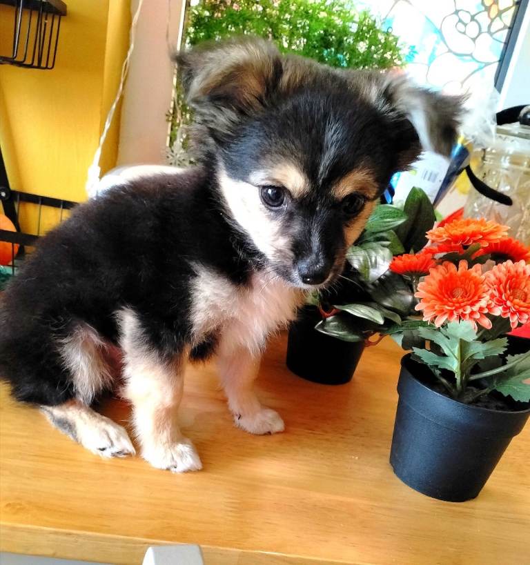 Pomchi puppy for sale
