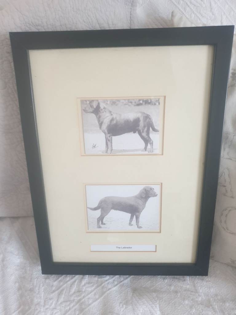 Labradors