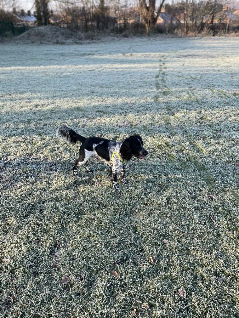 Rehome- male 1yr Sprocker URGENT