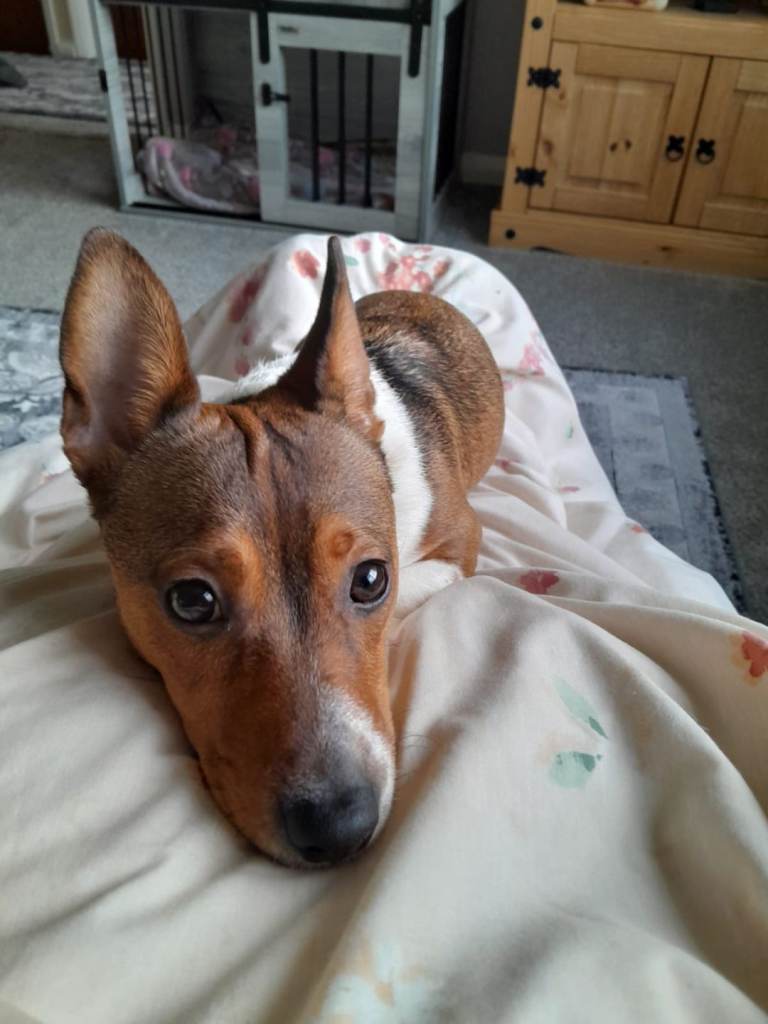Miniature Jack Russell