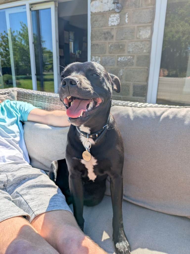 Smudge - 2 year old Staffie cross 