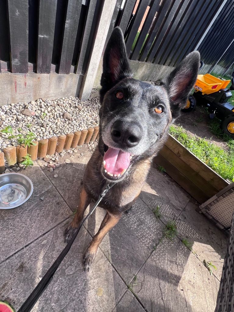 Belgium Malinois 