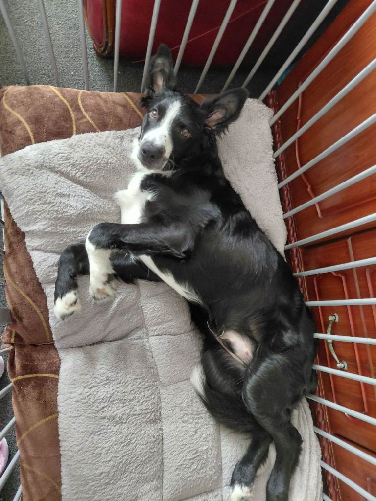 Border collie 