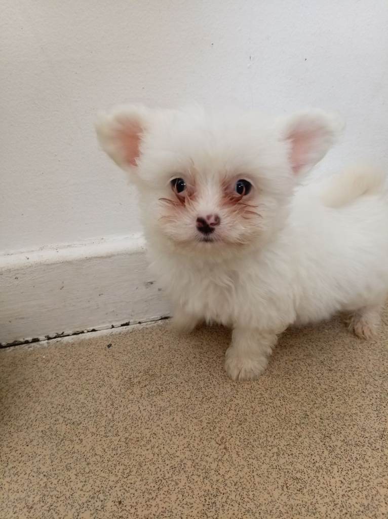 8 week old Pomchis
