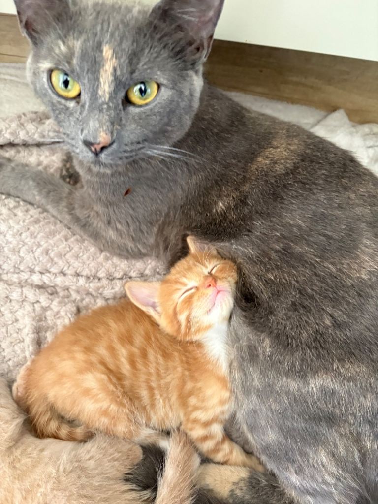 Last little ginger girl ready for her forever home