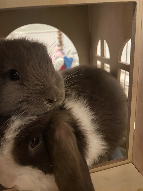 Pair of Gorgeous Bonded Pure Bred Mini Lop Bunnies