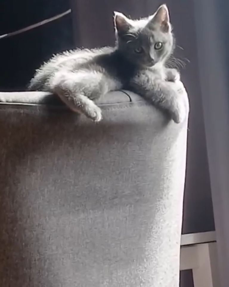 Beautiful Female British Shorthair Kitten – 9 Weeks Old – Ready to Leave