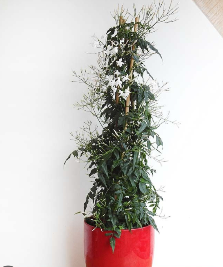 Scented Jasmine Plants 🌿🌸