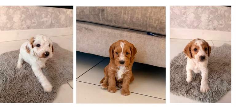 Cockapoo puppies 