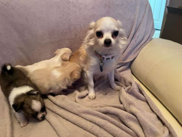 Beautiful long haired chihuahua puppies