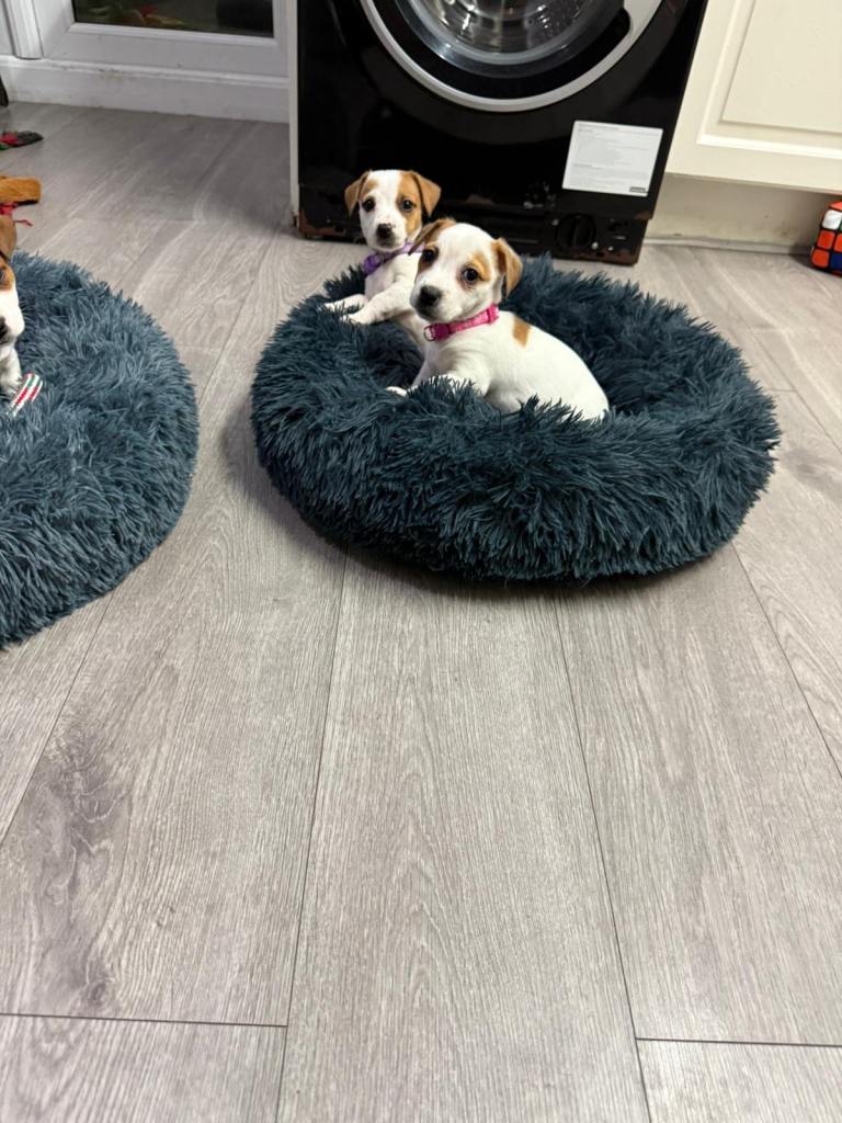 8 Week Old Jack Russel Puppies 