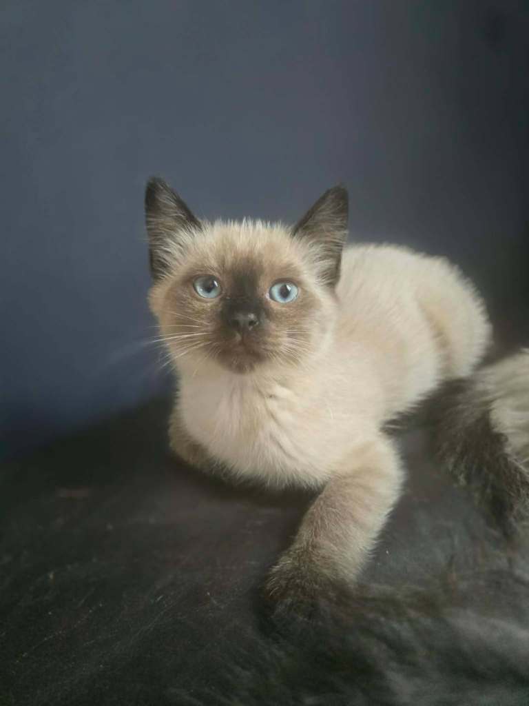 KITTENS 