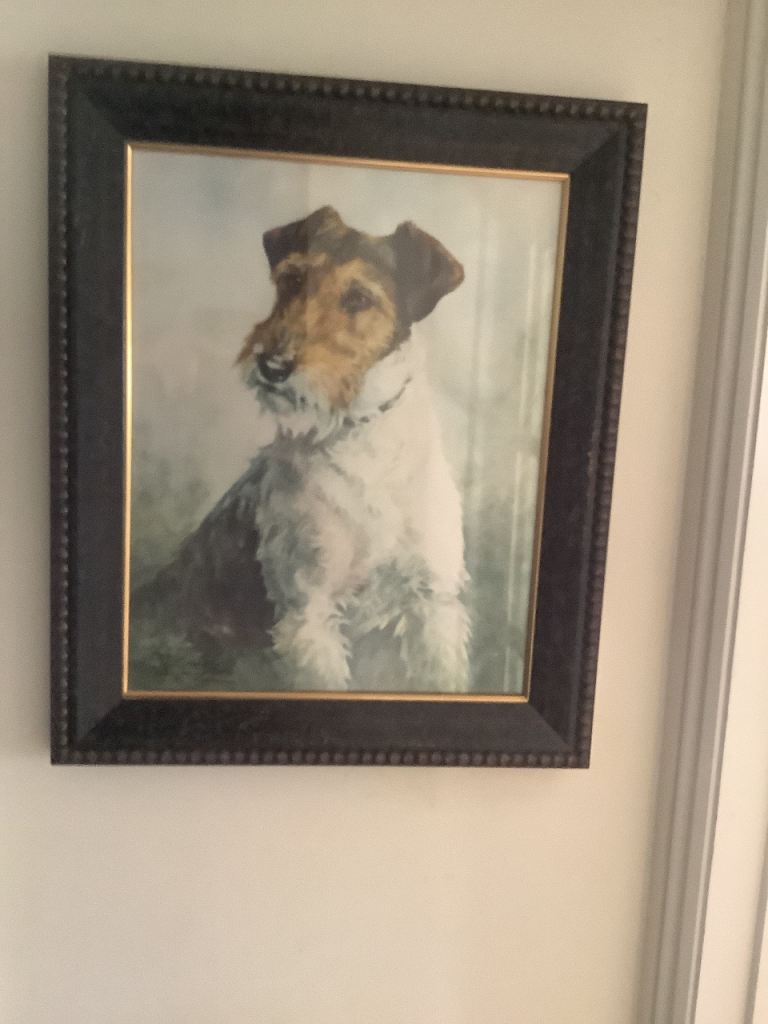 Fox terrier