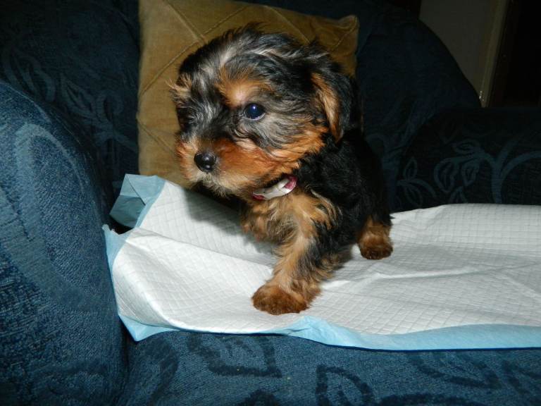 Yorkshire Terriers