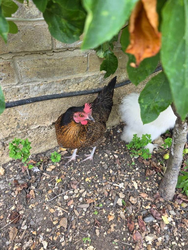 Hen for sale 
