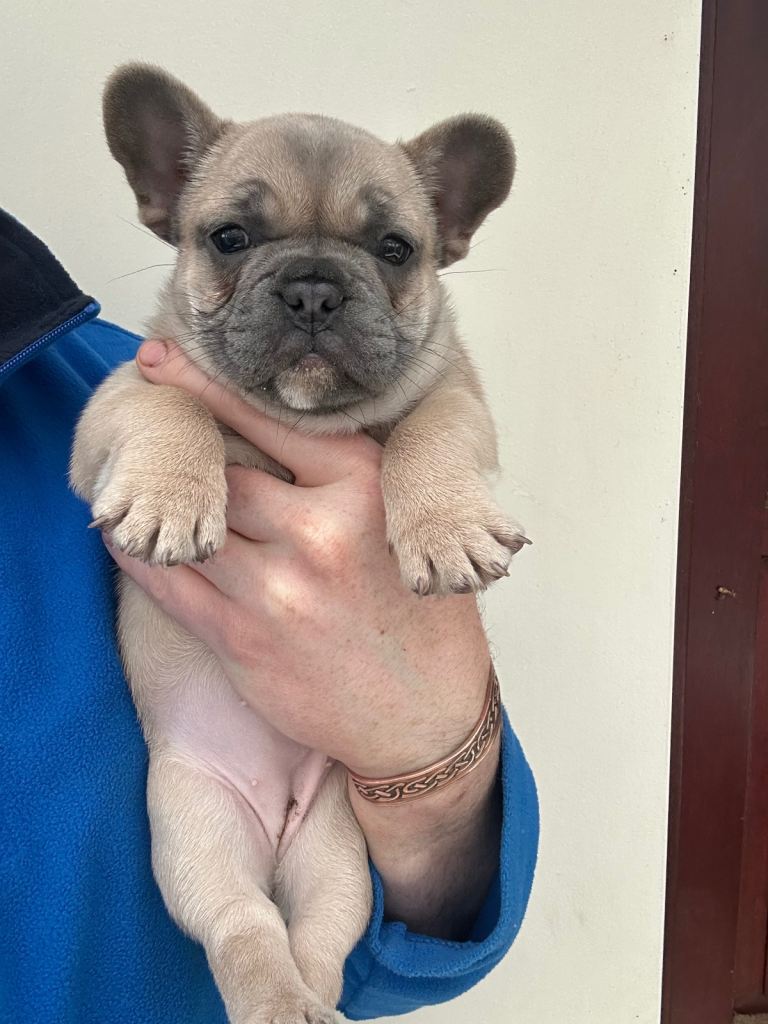 French bulldog female 