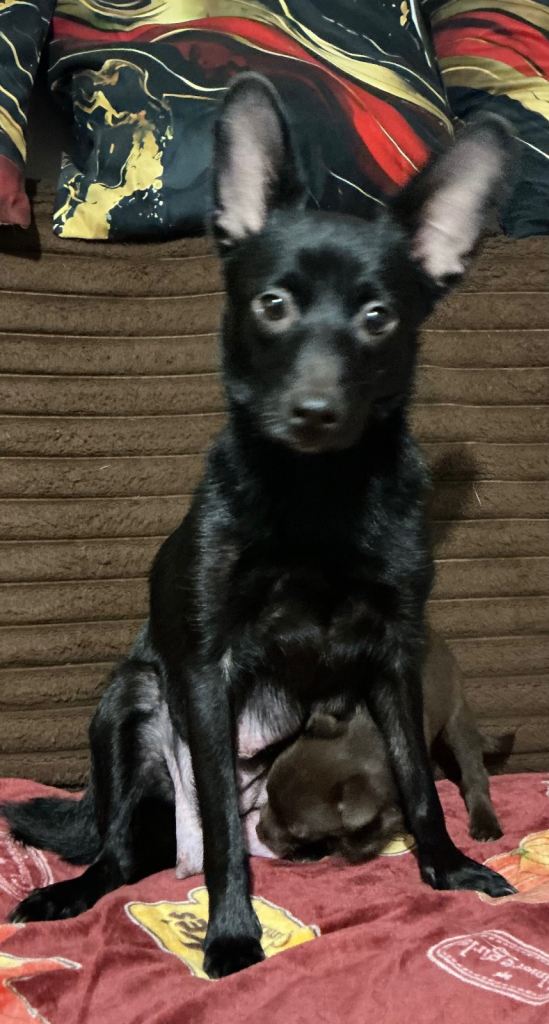 Pomeranian cross schnauzer puppies