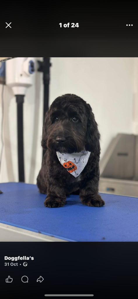 10 month old mae daschund cockapoo mix 