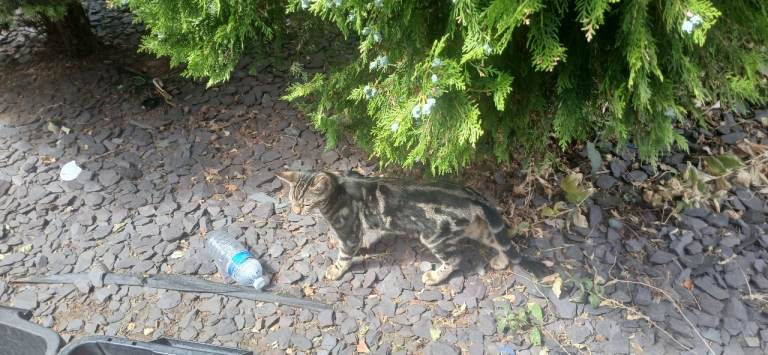 Cats 