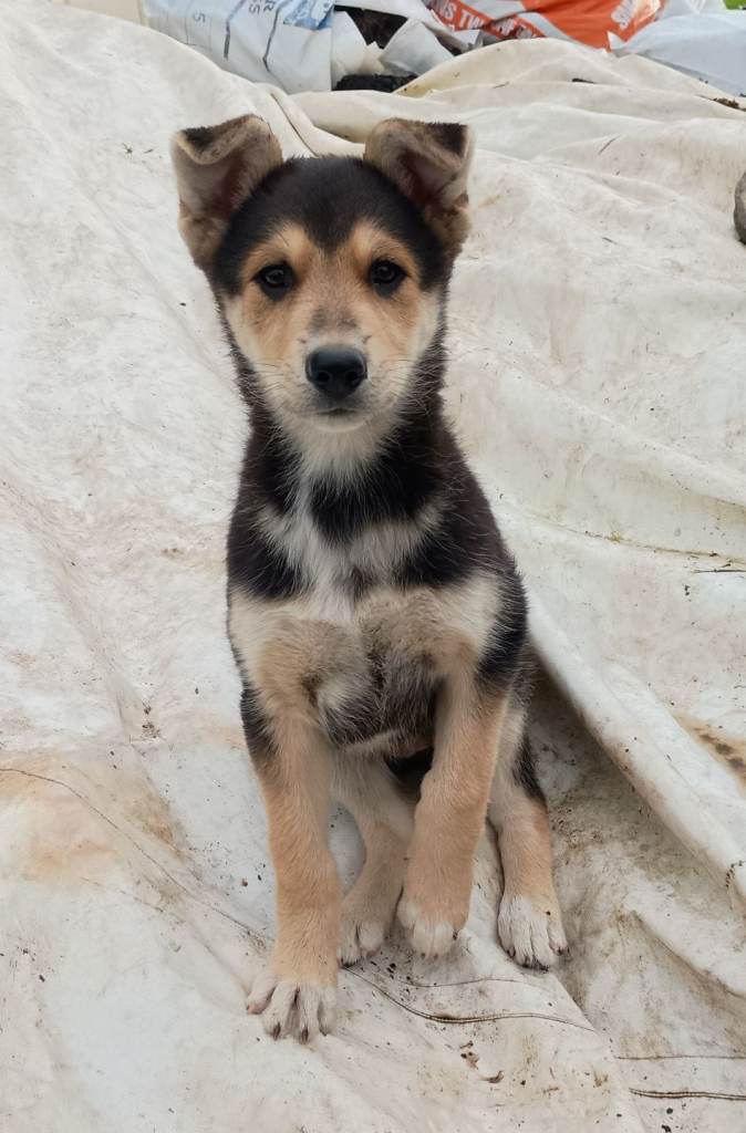 German shepherd Collie 