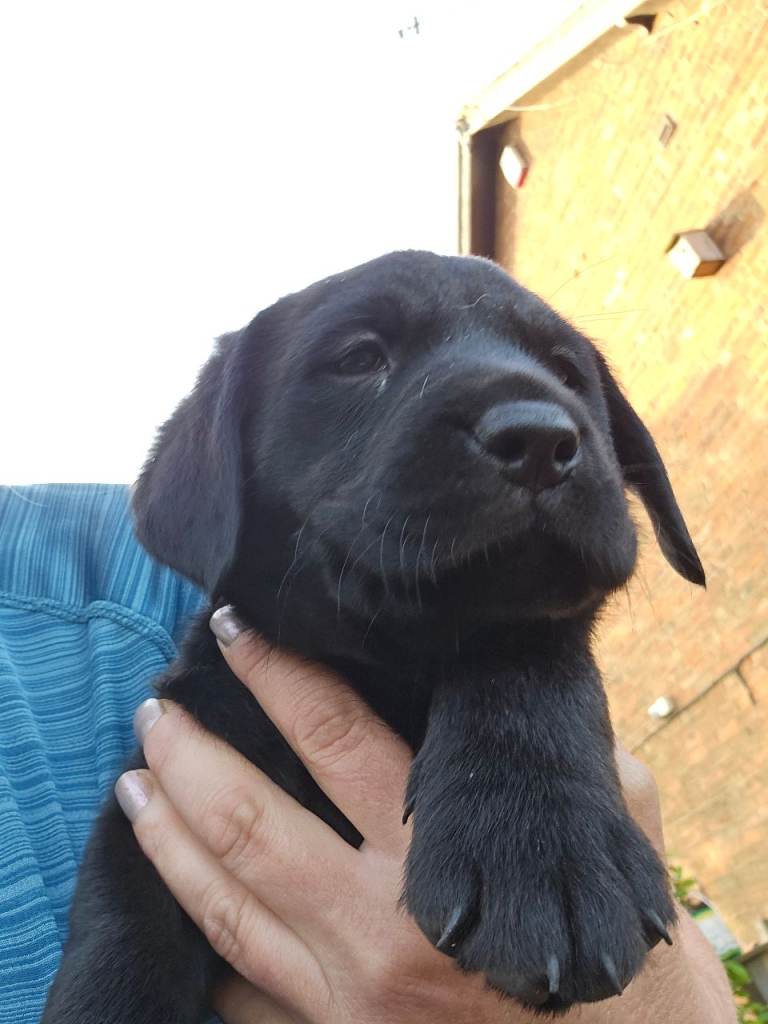 Beautiful Black Labrador puppies 