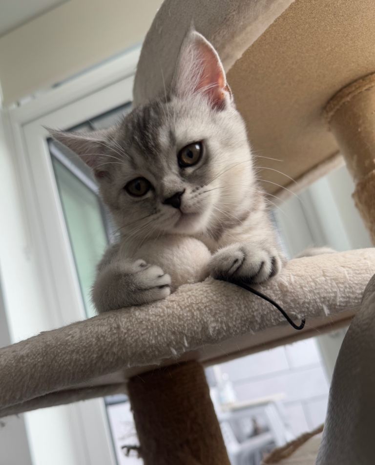 Lovely kittens looking for new family 
