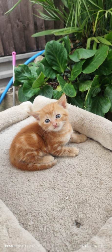 Gorgeous Ginger Tabby & Bicolour Kittens 