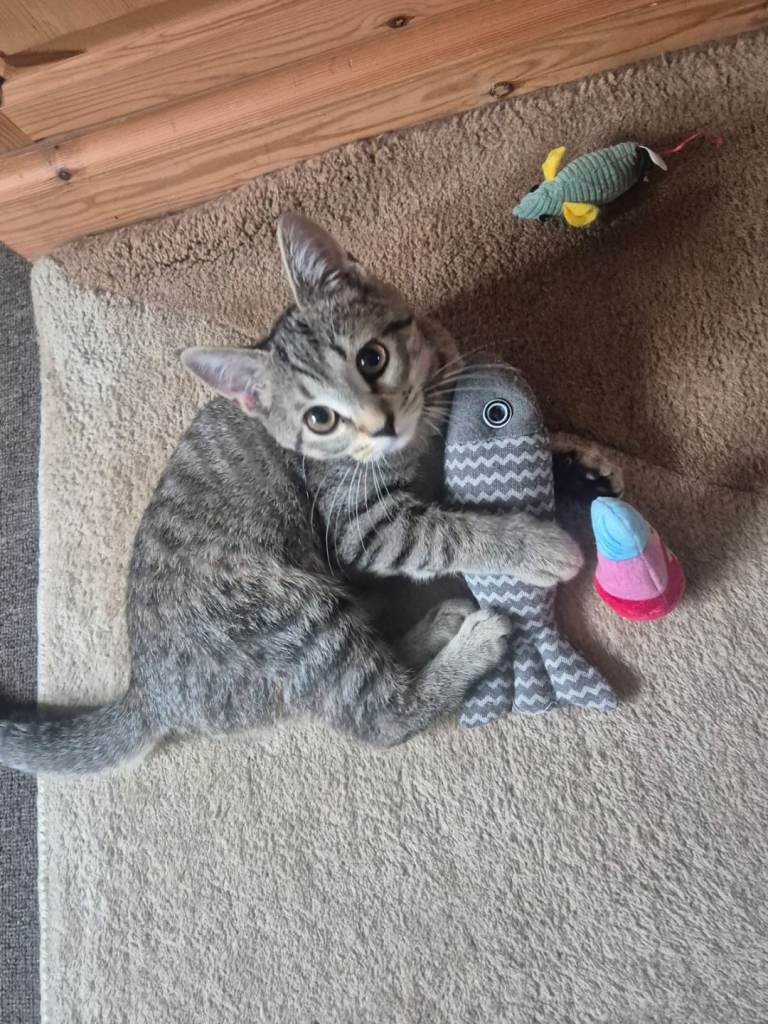 female kitten 