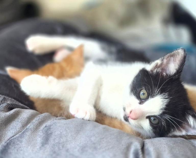​2 Adorable & Playful Kittens Ready for Their Forever Homes! 🐾