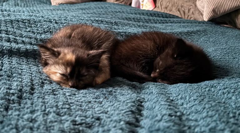 2 beautiful kittens ready to be rehomed