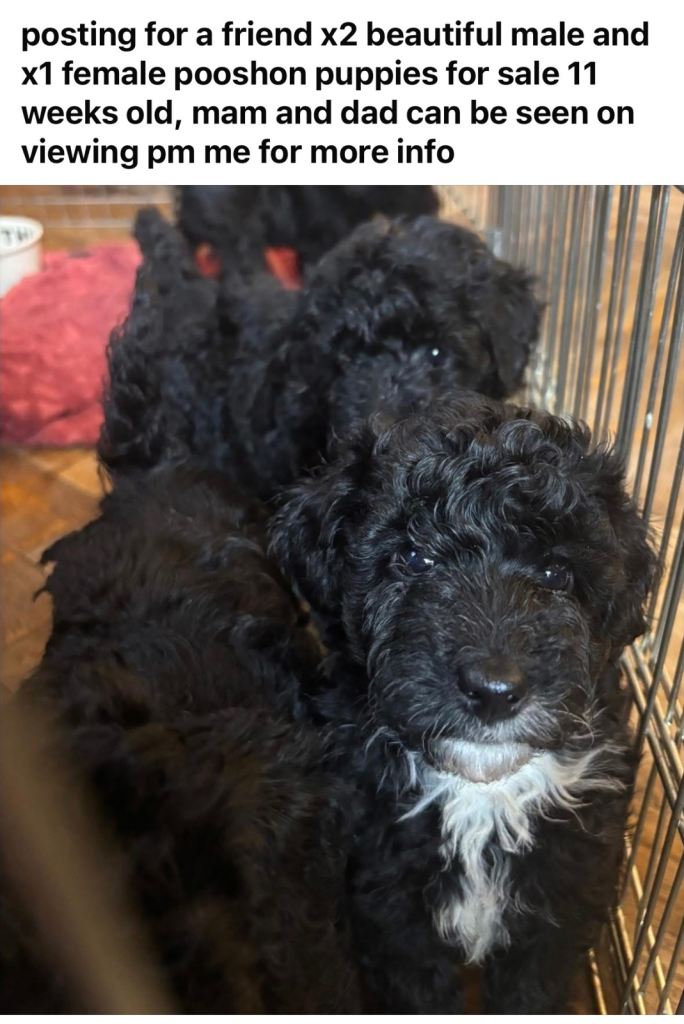 Poodle puppies for sale