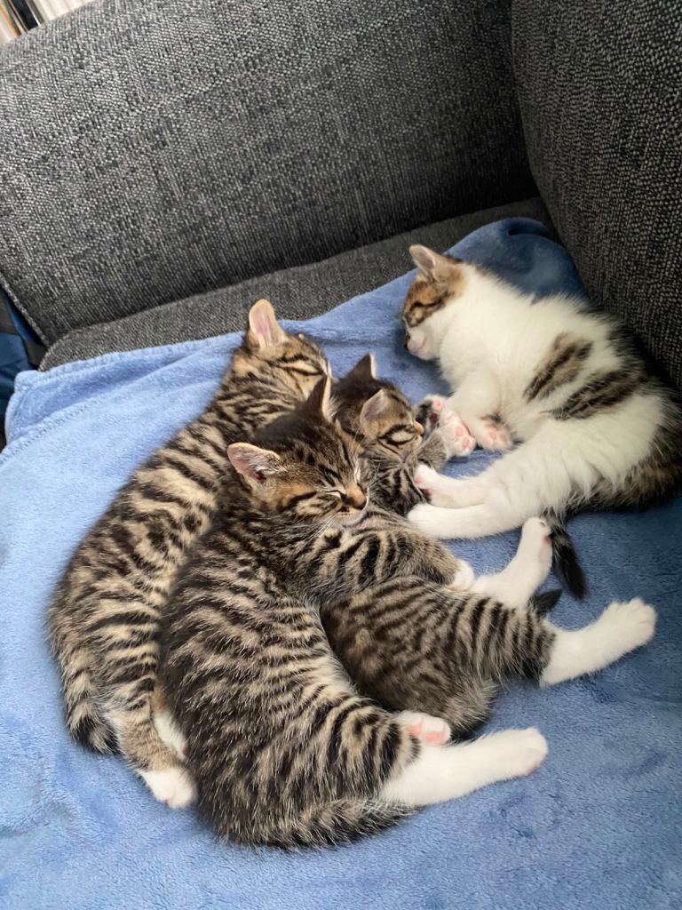 Kittens for sale 