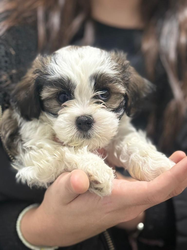 Maltese mix puppies
