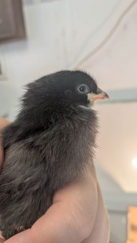 Chicks for sale