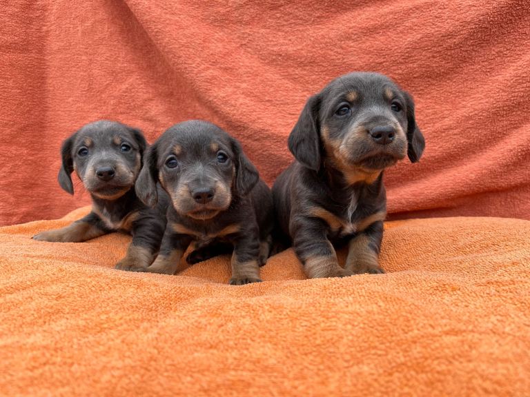Miniature dachshund puppies