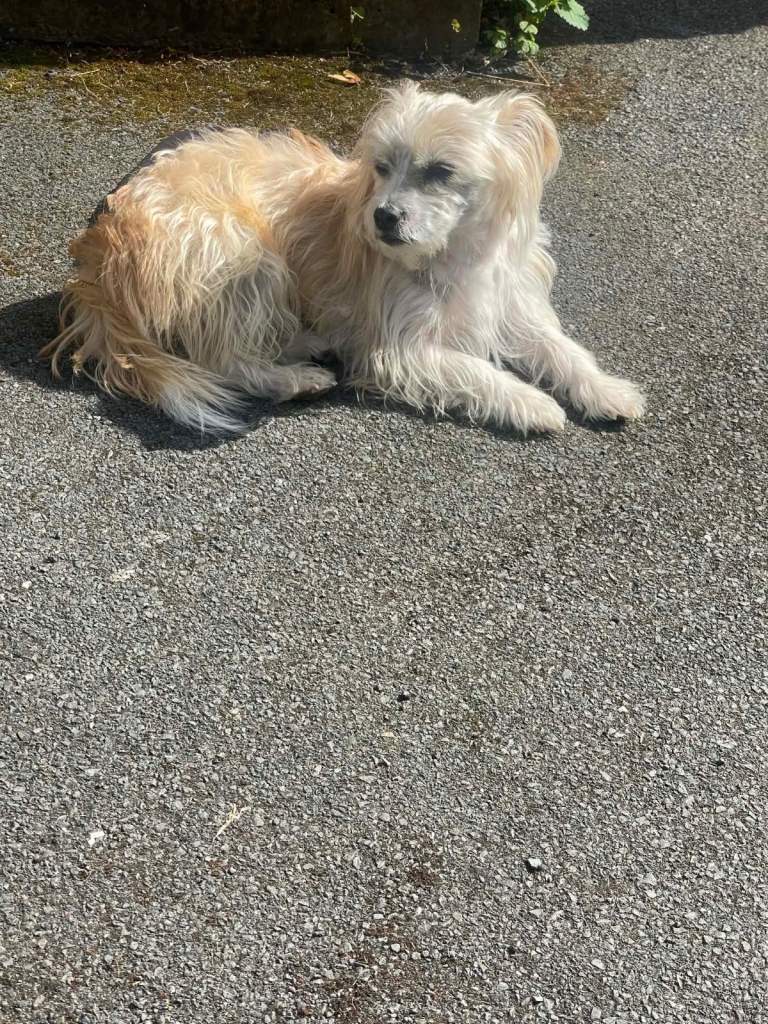 Maltese x terrier