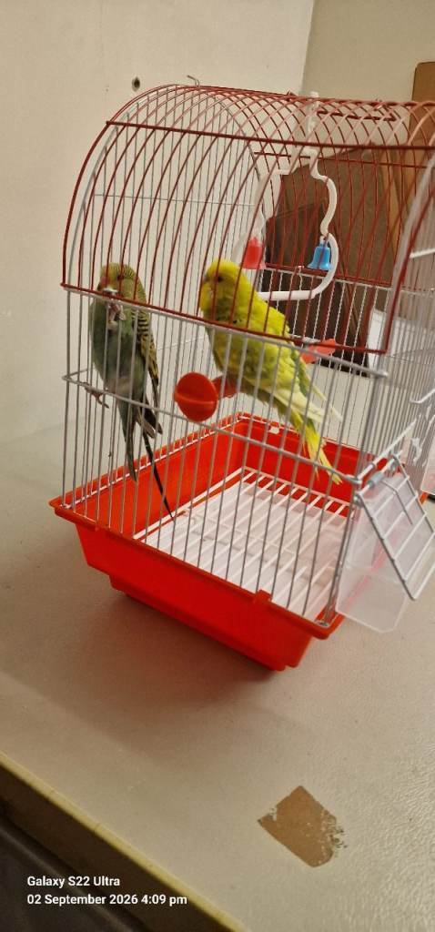 Pair Budgies For Sale with small cage