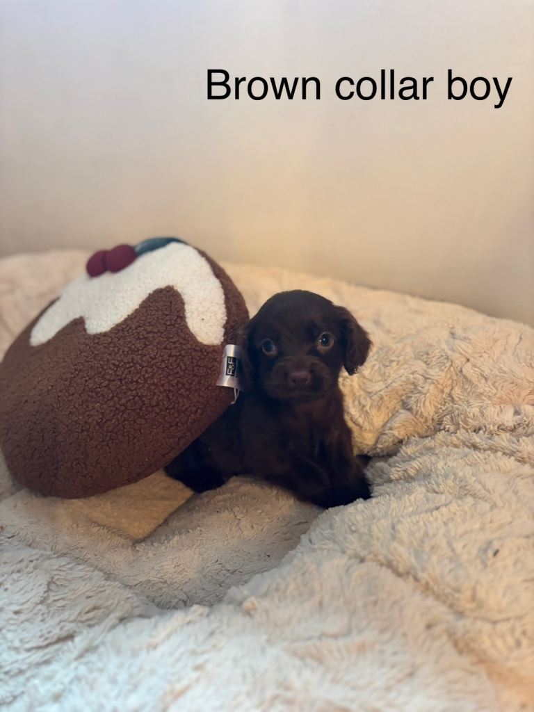 🐾 Gorgeous F1b Sprocker Spaniel Puppies – 5 Males Ready on the 18th December 🐾