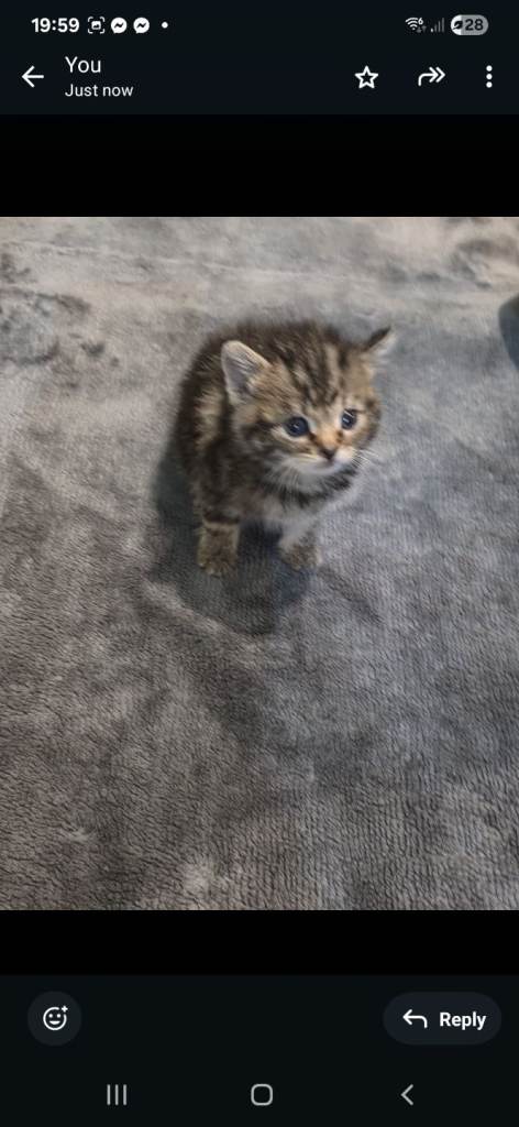 Domestic shorthair tabby kitten 1 month old