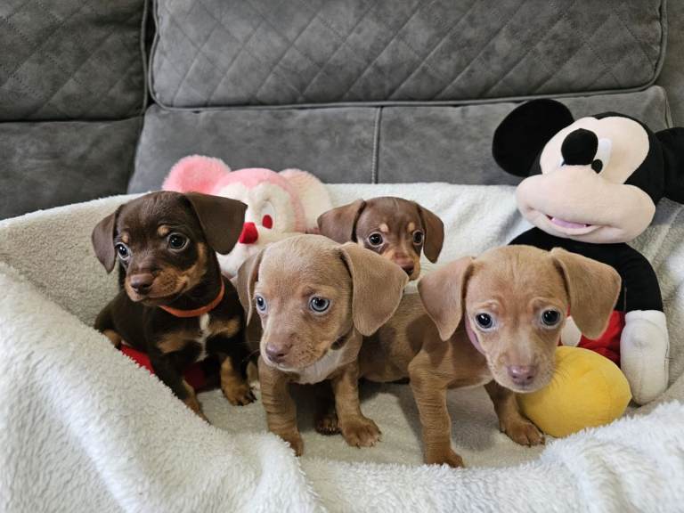 Adorable Cheeky Dachshund Puppies 