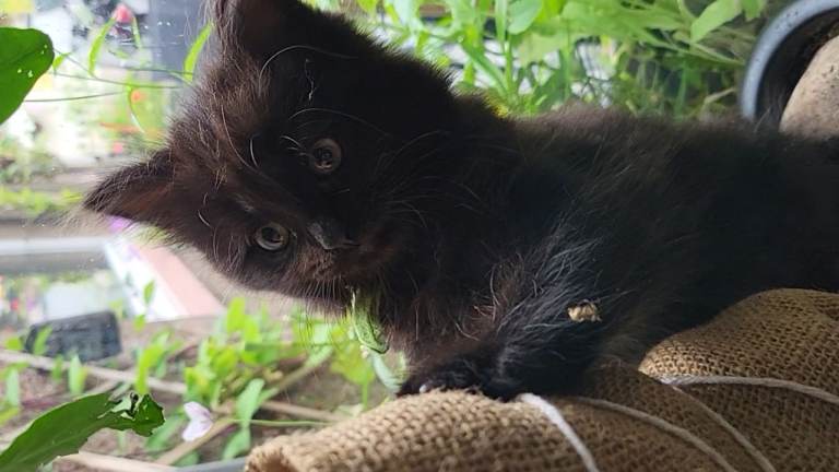 British Longhair Kittens - 2 left male and female.