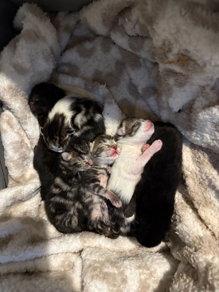 Kittens for sale (4 weeks left) 