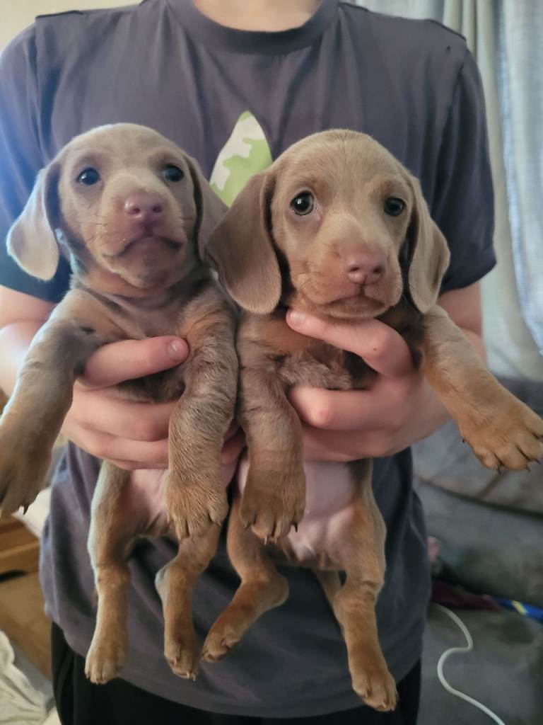 Dachshund 