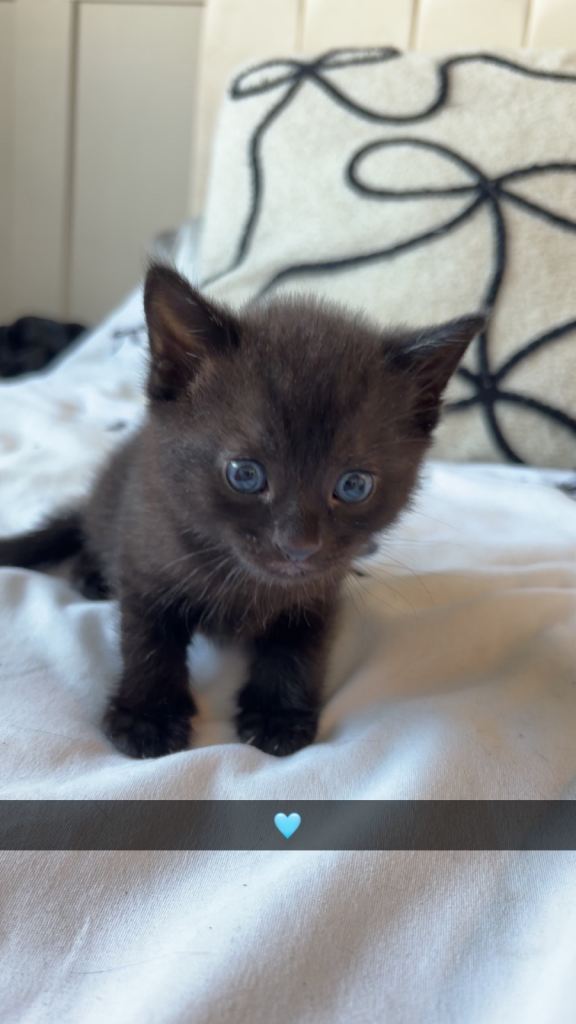 Male Tabby BSH kittens 