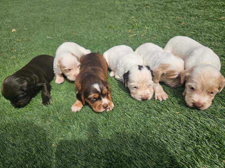 🐶 Cocker Spaniel Puppies – Ready 1st September! 🐶